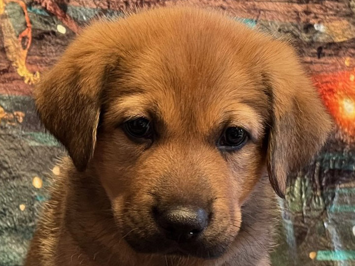 chinook puppy